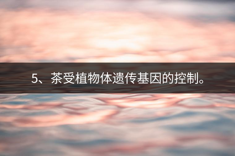 5、茶受植物體遺傳基因的控制。