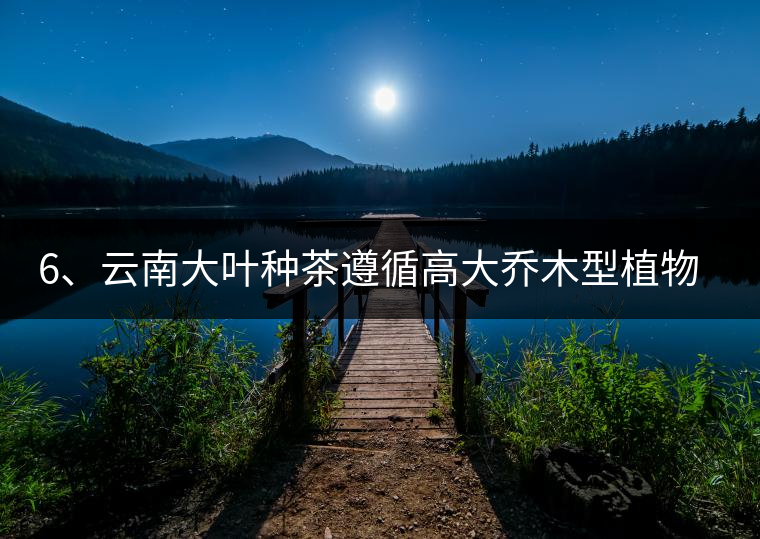 6、云南大葉種茶遵循高大喬木型植物的普遍規(guī)律。