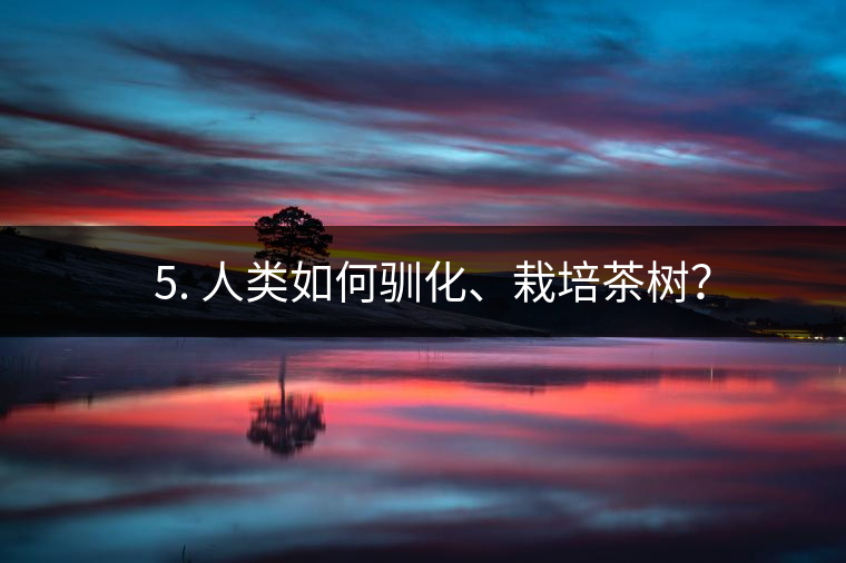 ??5. 人類如何馴化、栽培茶樹？