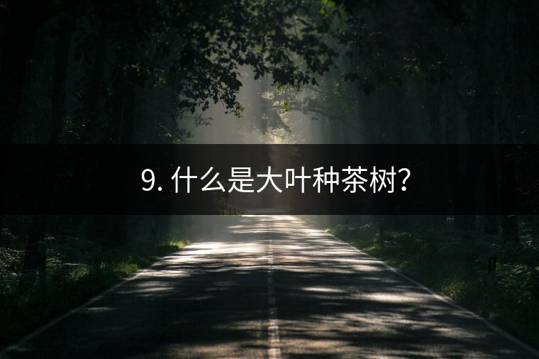 ? 9. 什么是大葉種茶樹？