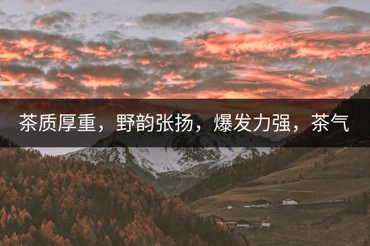 茶質(zhì)厚重，野韻張揚，爆發(fā)力強，茶氣十足