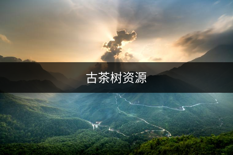 古茶樹資源