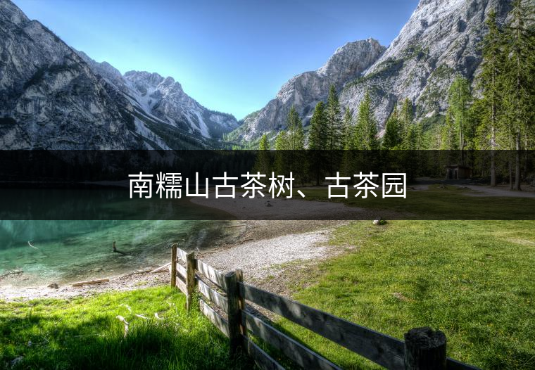 南糯山古茶樹、古茶園