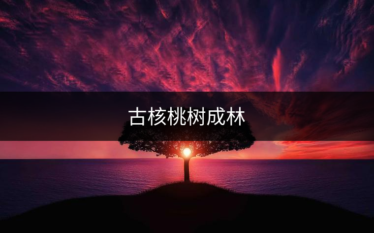 古核桃樹成林 古核桃樹成林