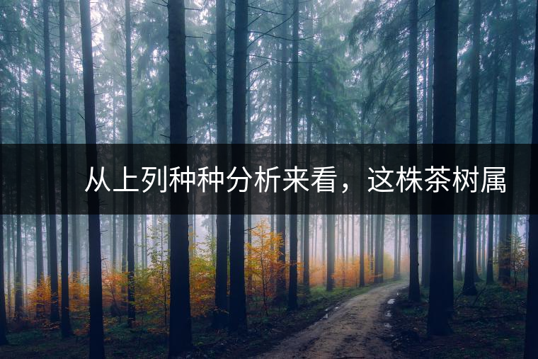 　　從上列種種分析來看，這株茶樹屬野生類型應(yīng)無疑問。