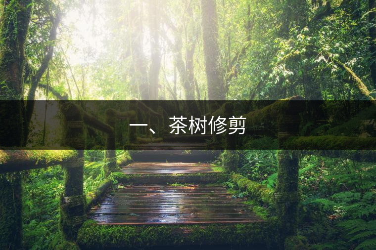 一、茶樹修剪