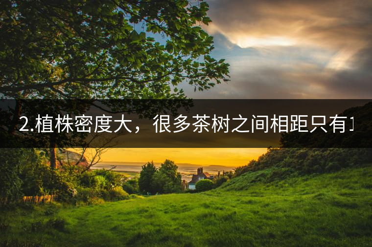 2.植株密度大，很多茶樹之間相距只有1-2米。