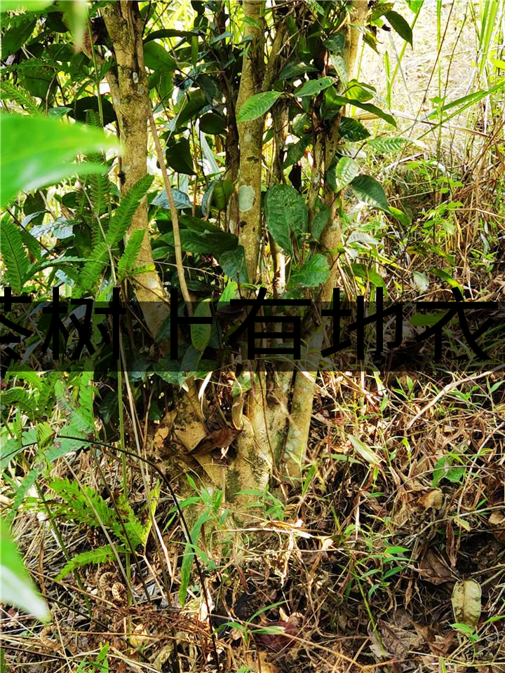 茶樹(shù)上有地衣或苔蘚是不是有害的？-1