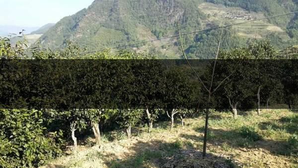 云南省景東縣茶業(yè)概況簡(jiǎn)述(第三章) 云南省景東縣茶業(yè)概況簡(jiǎn)述(第三章)