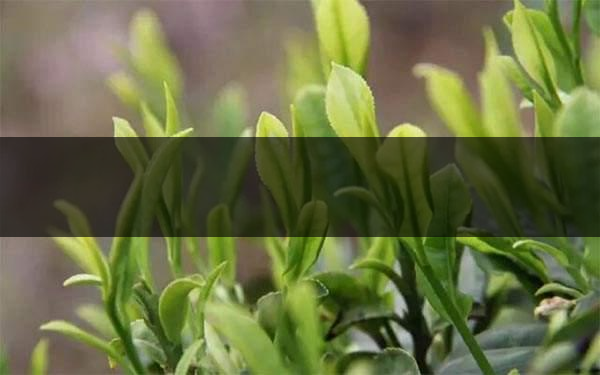 什么是雨前茶？雨前茶有何特點？