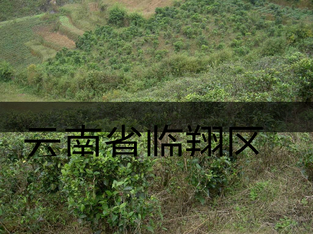 云南省臨翔區(qū)茶業(yè)概況簡述(上講) 云南省臨翔區(qū)茶業(yè)概況簡述(上講)