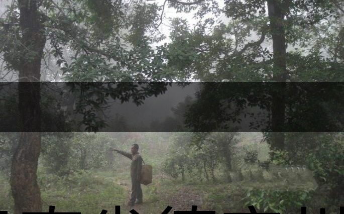 云南省德宏州瑞麗市茶業(yè)概況簡(jiǎn)述(下篇) 云南省德宏州瑞麗市茶業(yè)概況簡(jiǎn)述(下篇)