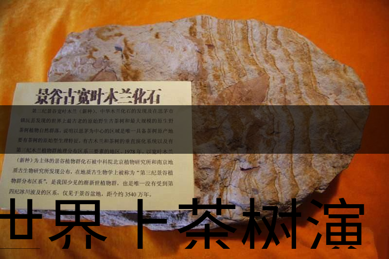 世界上茶樹演化的始祖是不是寬葉木蘭化石？