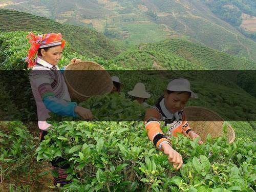 云南省麗江市茶業(yè)概況簡(jiǎn)述