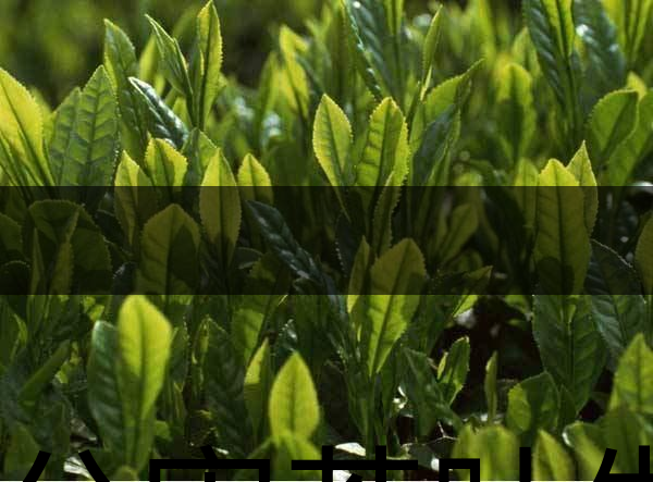 無公害茶葉生產(chǎn)規(guī)范的條件有哪些？（上篇）