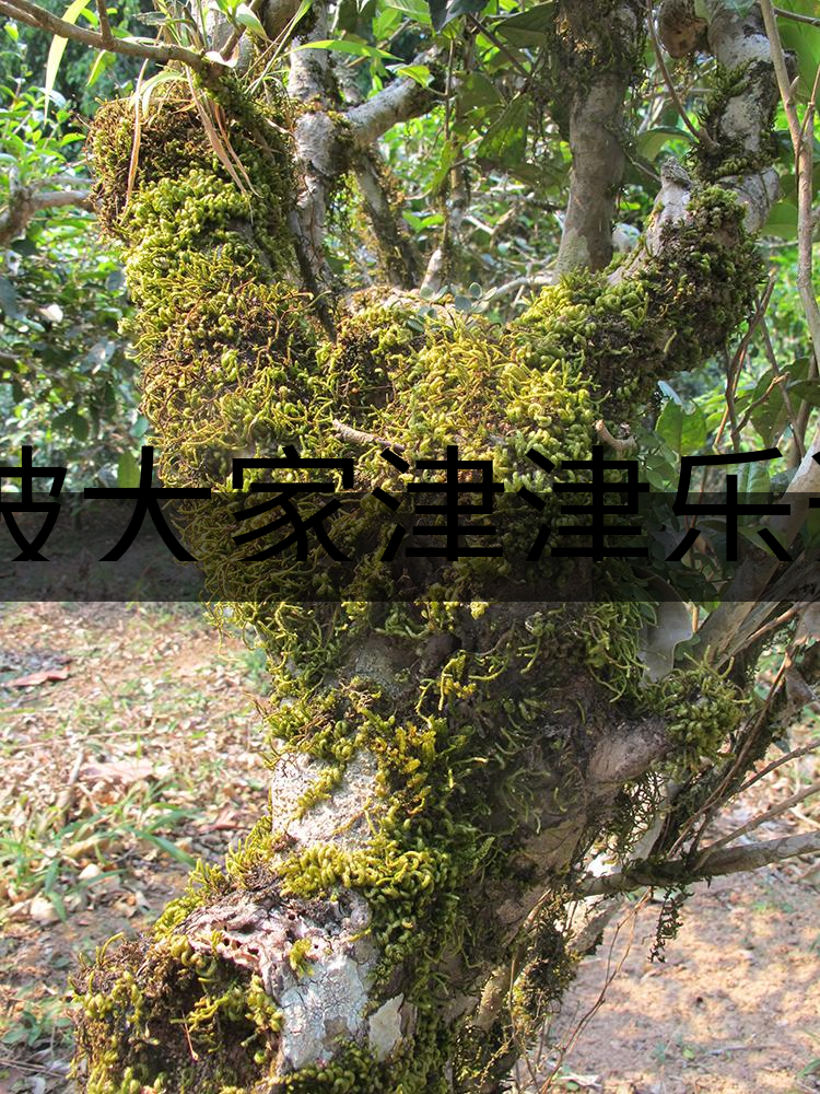 被大家津津樂(lè)道的森林茶，你知道是什么？-3-1