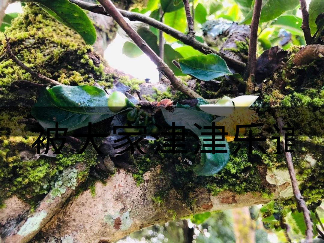 被大家津津樂(lè)道的森林茶，你知道是什么？-4-1