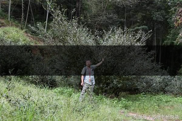 老楊說(shuō)茶：武夷尋茶之三：巖茶巖韻形成的四-1-1