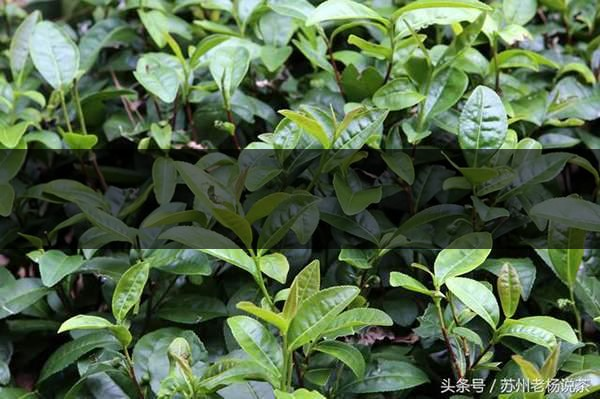 老楊說(shuō)茶：什么是武夷山正巖茶的巖韻？-8-1