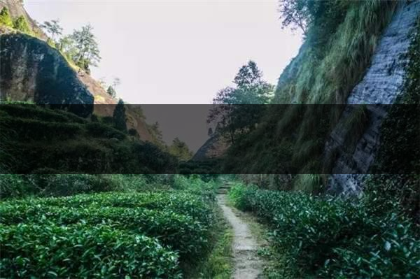 喝武夷山巖茶的香，什么是工藝香？-3