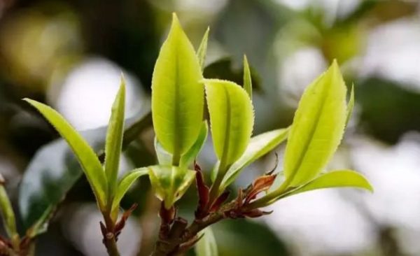 一杯刮風寨，邂逅山野之韻