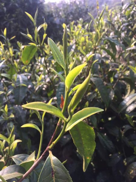 為什么古樹普洱春茶這么受追捧？