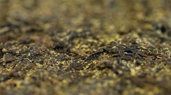 你手中的茯茶金花有可能是假金花？