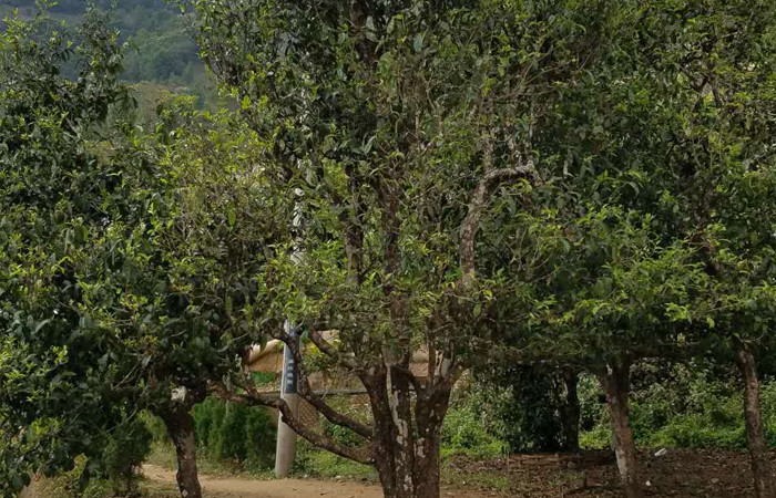 2021年冰島老寨秋茶口感特點(diǎn)？