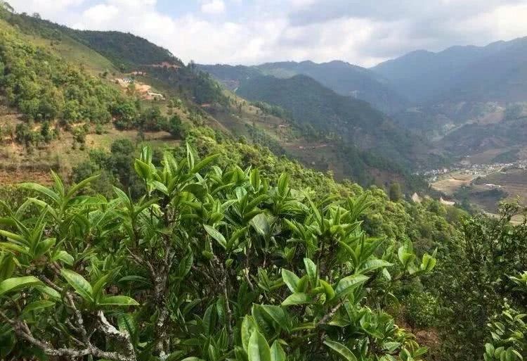 2021年冰島秋茶，你所需要知道的七個(gè)事實(shí)