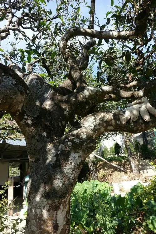 2021年冰島秋茶為何也受喜愛？