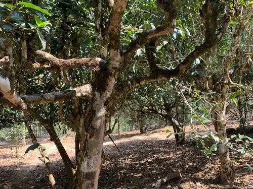 2021年磨烈古樹秋茶特點(diǎn)？
