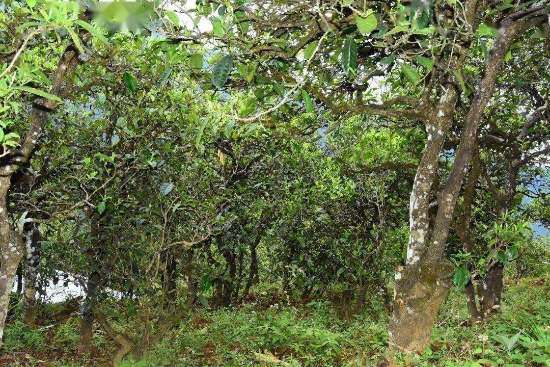 2021年磨烈古樹秋茶會(huì)是趕超冰島的存在嗎？