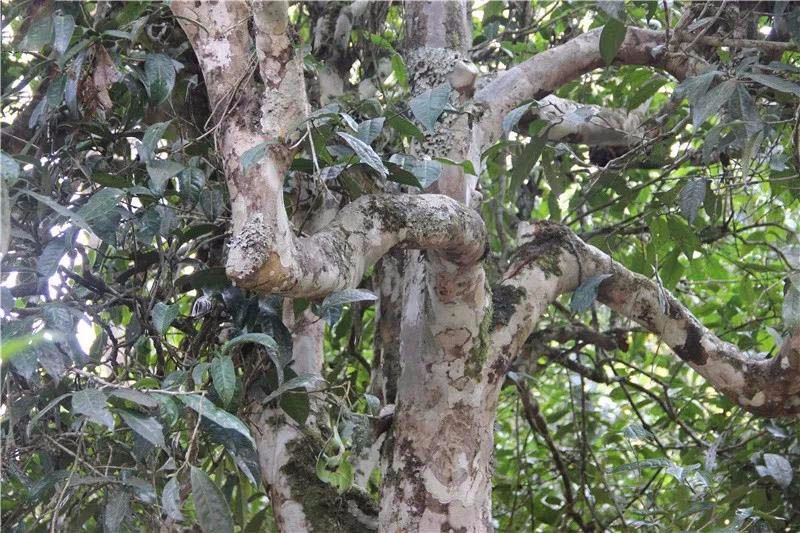 2021小戶賽古樹秋茶與冰島茶哪里不一樣？