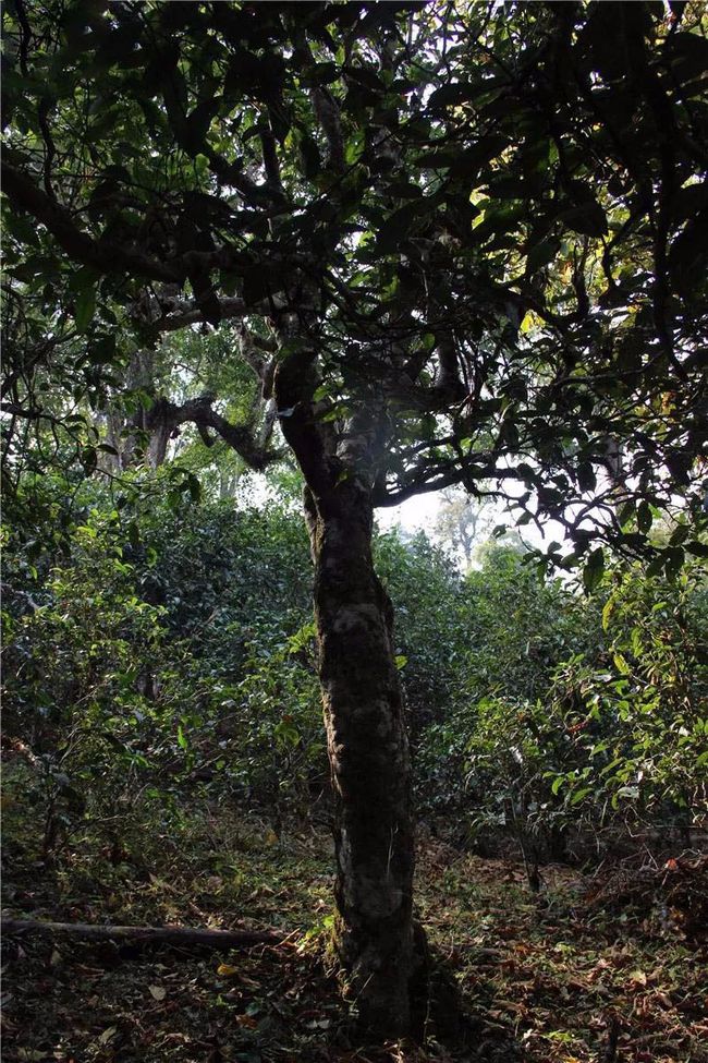 2021年大戶賽古樹秋茶特點(diǎn)？