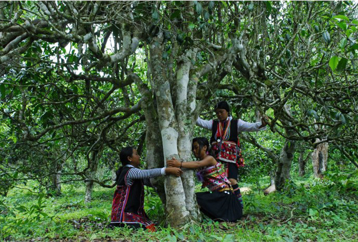 2021年大戶賽古樹秋茶品鑒！