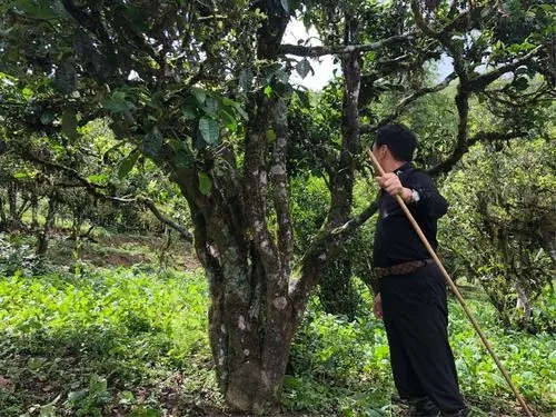 2021年大雪山古樹秋茶特點(diǎn)？