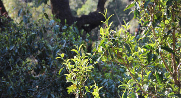 2021大雪山古樹秋茶香甜順滑！