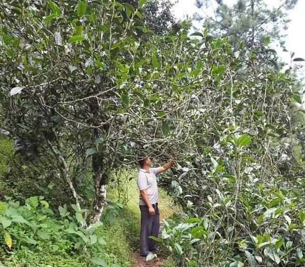 2021壩糯古樹秋茶藤條茶！不是樹種，而是這樣形成的！