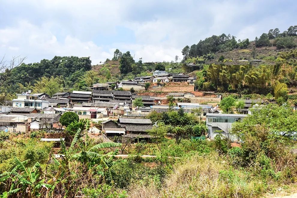 2021年正氣塘古樹秋茶特點(diǎn)是什么？