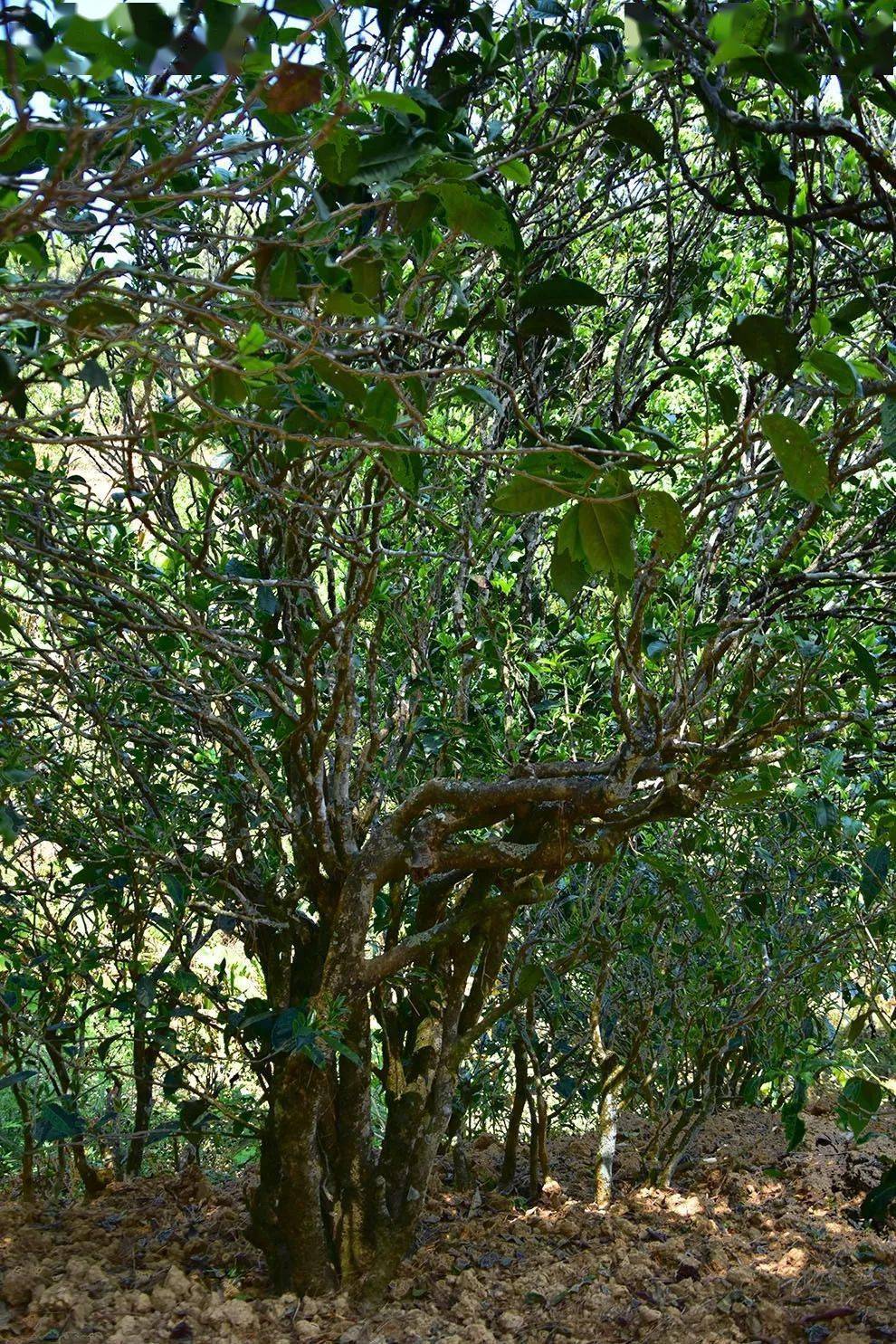 2021年正氣塘古樹秋茶口感是什么？