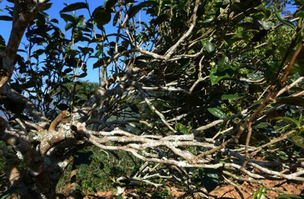 2021年正氣塘古樹秋茶花蜜香氣盈盈，冰糖甜韻深邃！