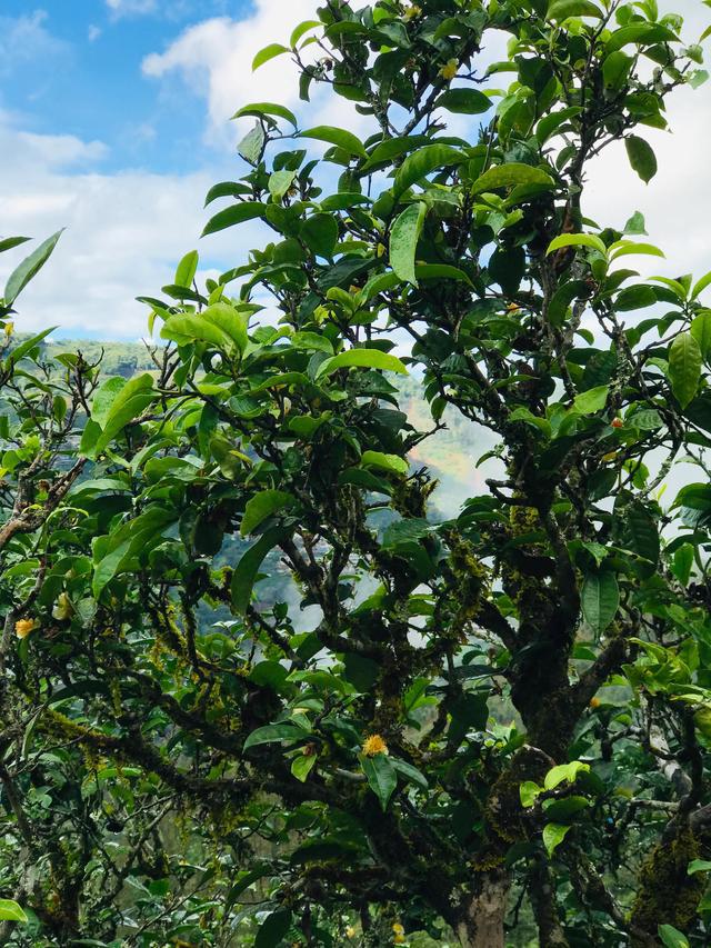 2021年冰島南迫古樹秋茶茶園詳解！