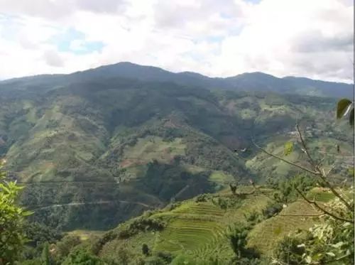 2021年冰島南迫古樹秋茶價格是多少？