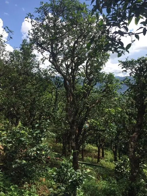 2021年冰島地界古樹秋茶特點(diǎn)？