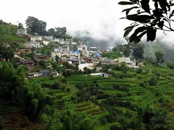 2021年冰島壩歪古樹秋茶口感？