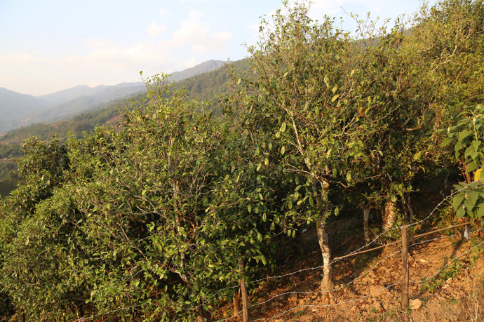 2021冰島壩歪古樹秋茶口感最接近冰島老寨！