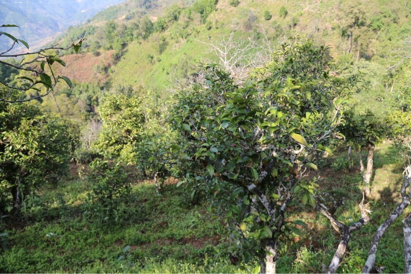 2021年冰島壩歪古樹秋茶，飲盡蘭花香，舒心又暢懷