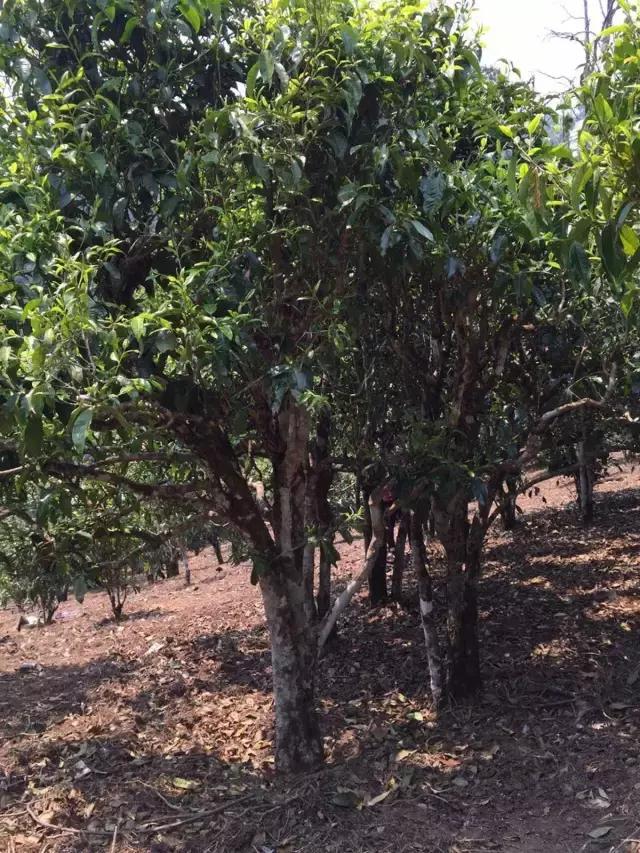 2021年冰島糯伍古樹秋茶特點？