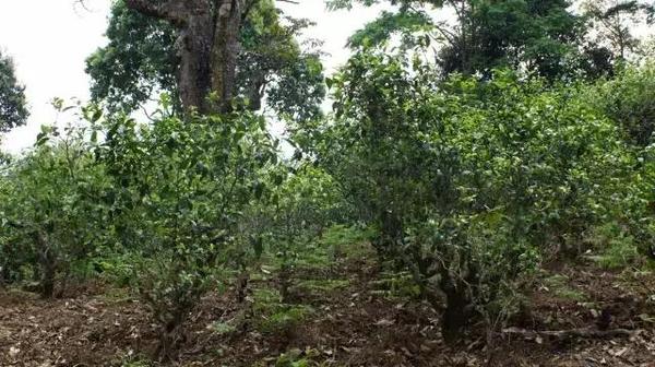 2021年冰島糯伍古樹秋茶多少錢一公斤？