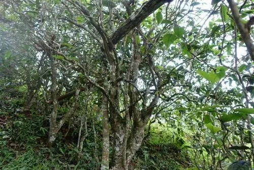 2021年昔歸古樹秋茶特點是什么？